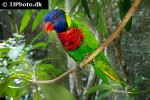 trichoglossus haematodus   rainbow lorikeet  