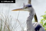 ardea cinerea   grey heron  