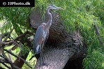 ardea cinerea   grey heron  