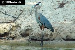 ardea cinerea   grey heron  