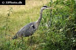 ardea cinerea   grey heron  