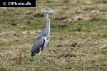 ardea cinerea   grey heron  