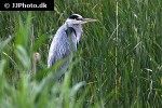 ardea cinerea   grey heron  