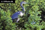 ardea herodias   great blue heron  