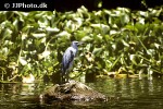 ardea herodias   great blue heron  