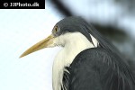 ardea picata   pied heron  