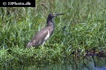 ardeola grayii   indian pond heron  