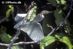 ardeola grayii   indian pond heron  