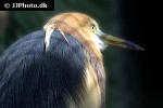 ardeola speciosa   javan pond heron  