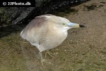 ardeola speciosa   javan pond heron  