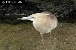 ardeola speciosa   javan pond heron  