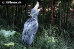 balaeniceps rex   shoebill  