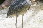 balaeniceps rex   shoebill  