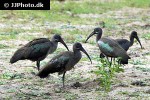 bostrychia hagedash   hadeda ibis  