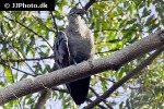 bostrychia hagedash   hadeda ibis  