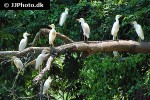 bubulcus ibis   cattle egret  