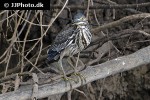 butorides striata   striated heron  