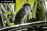 cochlearius cochlearius   boat billed heron  