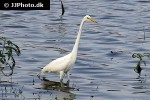 egretta alba   great egret  