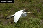 egretta alba   great egret  