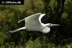 egretta alba   great egret  