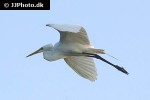 egretta alba   great egret  