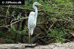 egretta alba   great egret  