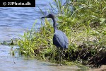 egretta caerulea   little blue heron  