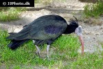 geronticus eremita   northern bald ibis  