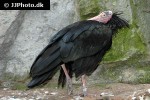 geronticus eremita   northern bald ibis  