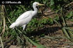 mesophoyx intermedia   median egret  