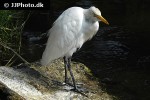 mesophoyx intermedia   median egret  