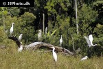 mesophoyx intermedia   median egret  