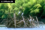 mesophoyx intermedia   median egret  