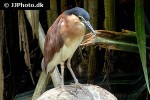 nycticorax caledonicus   nankeen night heron  