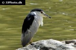 nycticorax nycticorax   black crowned night heron  