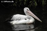 pelecanus conspicillatus   austrian pelican  