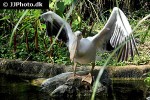 pelecanus conspicillatus   austrian pelican  