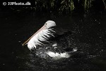 pelecanus conspicillatus   austrian pelican  