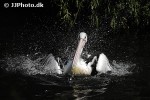 pelecanus conspicillatus   austrian pelican  