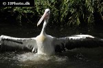 pelecanus conspicillatus   austrian pelican  