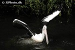 pelecanus conspicillatus   austrian pelican  