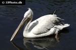 pelecanus crispus   dalmatian pelican  