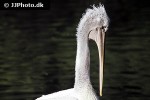 pelecanus crispus   dalmatian pelican  