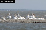 pelecanus erythrorhynchos   american white pelican  