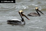 pelecanus occidentalis   brown pelican  