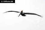 pelecanus occidentalis   brown pelican  