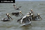 pelecanus occidentalis   brown pelican  