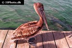 pelecanus occidentalis   brown pelican  