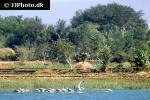 pelecanus philippensis   spot billed pelican  